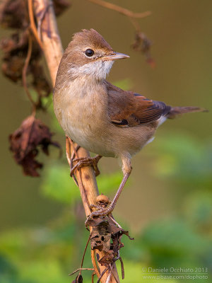 Common Whitethroat (Sylvia communis)
