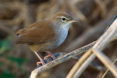 Cetti's Warbler (Cettia cetti)