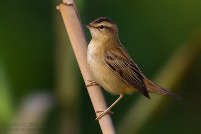 Sedge Warbler (Acrocephalus schoenobaenus)