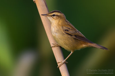 Sedge Warbler (Acrocephalus schoenobaenus)