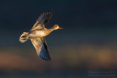Erasian Teal (Anas crecca)