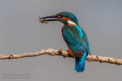 Common Kingfisher (Alcedo atthis)