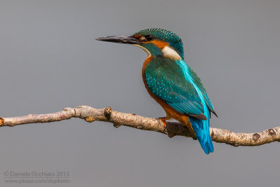 Common Kingfisher (Alcedo atthis)