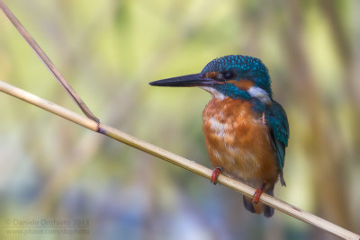 Common Kingfisher (Alcedo atthis)