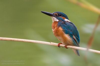 Common Kingfisher (Alcedo atthis)