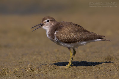 Common Sandpiper (Actitis hypoleucos)