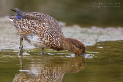Eurasian Teal (Anas crecca)