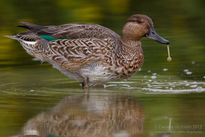 Eurasian Teal (Anas crecca)