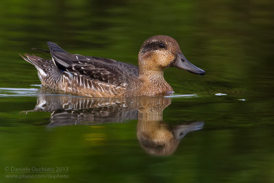 Eurasian Teal (Anas crecca)