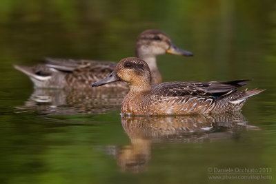 Eurasian Teal (Anas crecca)