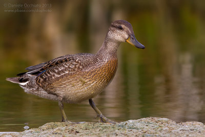 Eurasian Teal (Anas crecca)