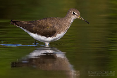 Green Sandpiper (Tringa ochropus)