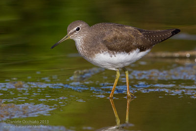 Green Sandpiper (Tringa ochropus)