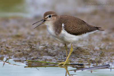 Common Sandpiper (Actitis hypoleucos)