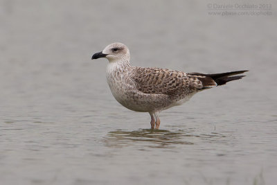 Lesser Black-backed Gull (Larus fuscus)