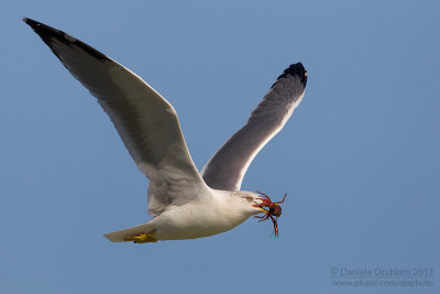 Yelow-legged Gull (Larus michahellis)