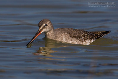 Spotted Redshank (Tringa erythropus)