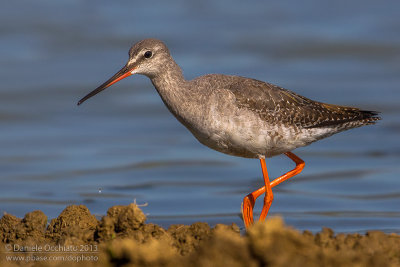 Spotted Redshank (Tringa erythropus)