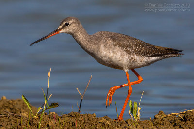 Spotted Redshank (Tringa erythropus)