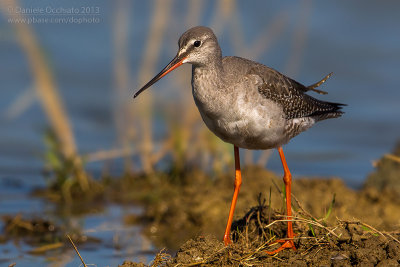 Spotted Redshank (Tringa erythropus)