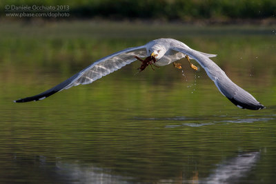 Yellow-legged Gull (Larus michahellis)