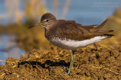 Green Sandpiper (Tringa ochropus)