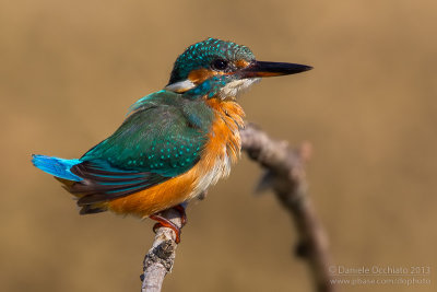 Common Kingfisher (Alcedo atthis)