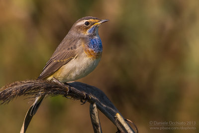 Bluethroat (Luscinia svecica cyanecula)