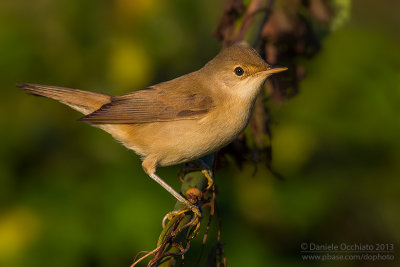 Reed Warbler (Acrocephalus scirpaceus)