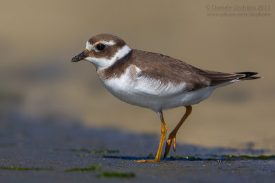 Ringed Plover (Charadrius hiaticula)