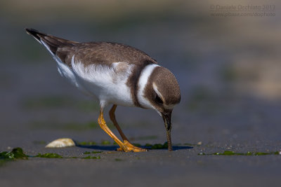 Ringed Plover (Charadrius hiaticula)