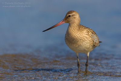 Bar-tailed Godwit (Limosa lapponica)