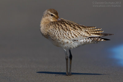 Bar-tailed Godwit (Limosa lapponica)