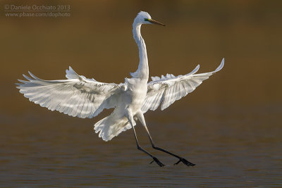 Great White Egret (Egretta alba)