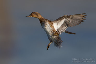 Erasian Teal (Anas crecca)