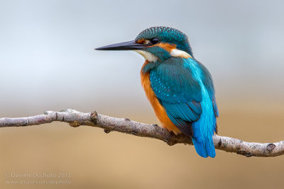 Common Kingfisher (Alcedo atthis)