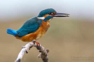 Common Kingfisher (Alcedo atthis)
