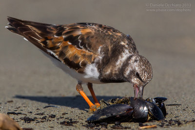 Ruddy Turnstone (Arenaria interpres)