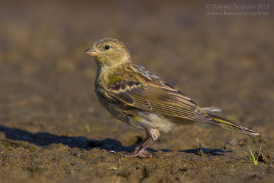 Serin (Serinus serinus)