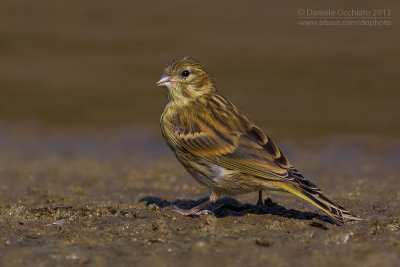 Serin (Serinus serinus)