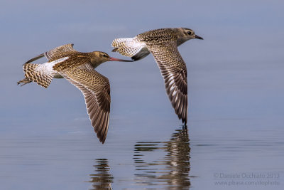 Bar-tailed Godwit (Limosa lapponica) and Grey Plover (Pluvialis squatarola)