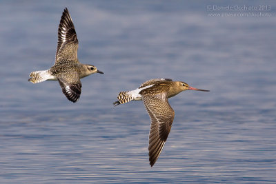 Bar-tailed Godwit (Limosa lapponica) and Grey Plover (Pluvialis squatarola)