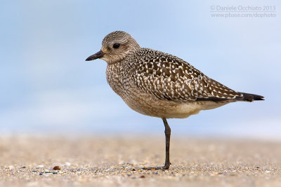 Grey Plover (Pluvialis squatarola)