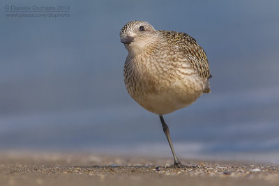 Grey Plover (Pluvialis squatarola)