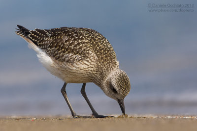 Grey Plover (Pluvialis squatarola)