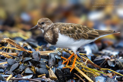 Ruddy Turnstone (Arenaria interpres)