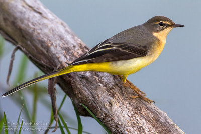 Grey Wagtail (Motacilla cinerea)