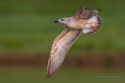 Yelow-legged Gull (Larus michahellis)