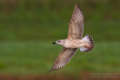 Yelow-legged Gull (Larus michahellis)