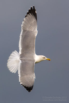 Yelow-legged Gull (Larus michahellis)